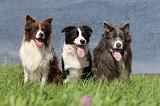 BORDER COLLIE 725